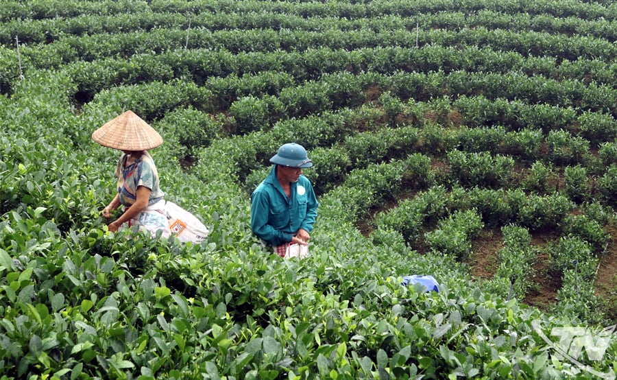 Một góc vùng chè xã La Bằng.