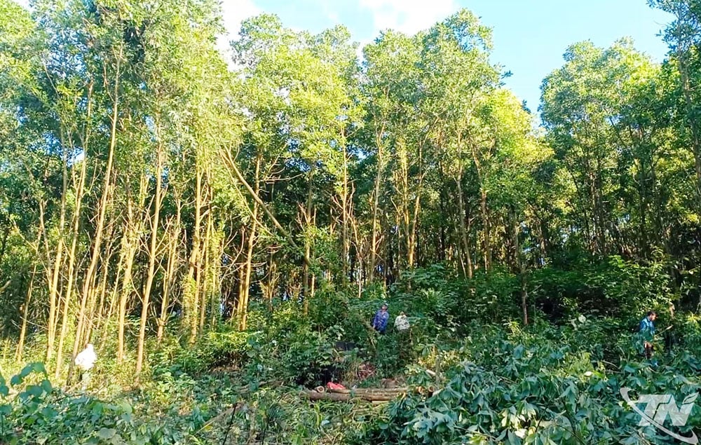 Người dân Thái Nguyên tập trung khai thác rừng đến tuổi khai thác.