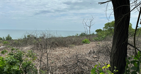 Hue City directs strict handling of coastal protection forest cutting case