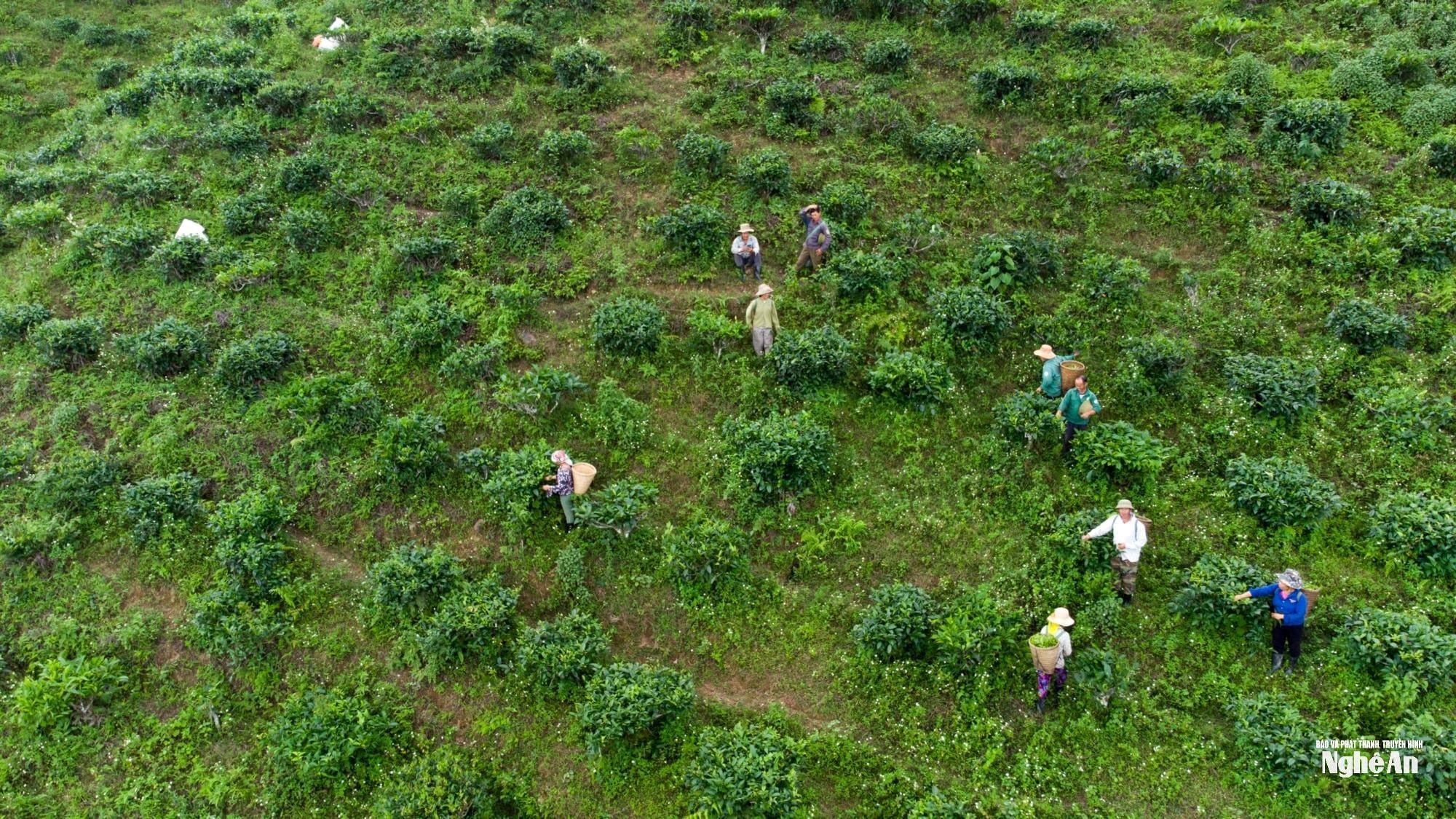 che-shan-tuyet-duoc-trong-o-do-cao-tren-1.200m-1.500m-so-voi-muc-nuoc-bien-noi-may-mu-phu-quanh-nam-cua-vung-huoi-tu-muong-long.-anh-thanh-cuong(1).jpg