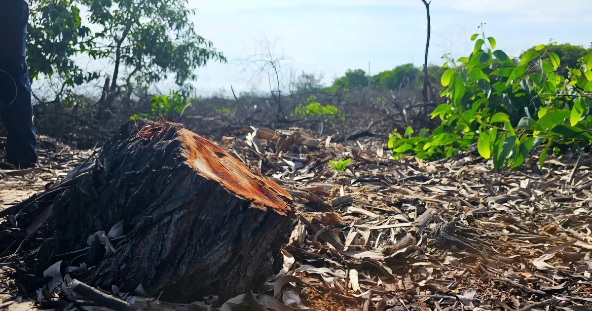 Hue reports to the Prime Minister on the destruction of thousands of coastal protection forest trees