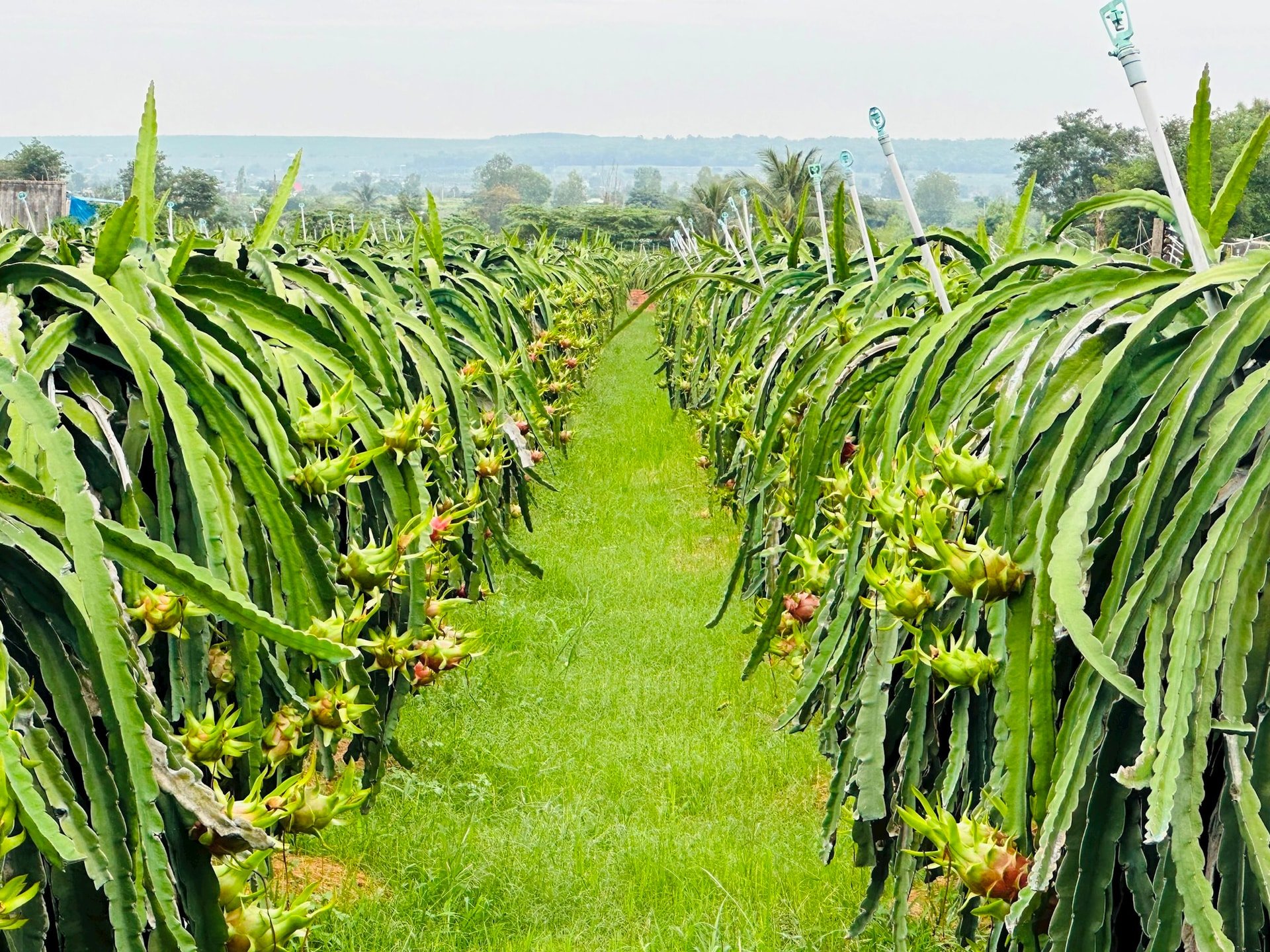 Trang trại thanh long GlobaGAP của anh Thắng