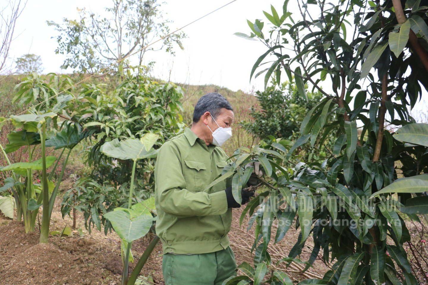 Cựu thanh niên xung phong phường Kỳ Lừa chăm sóc cây ăn quả