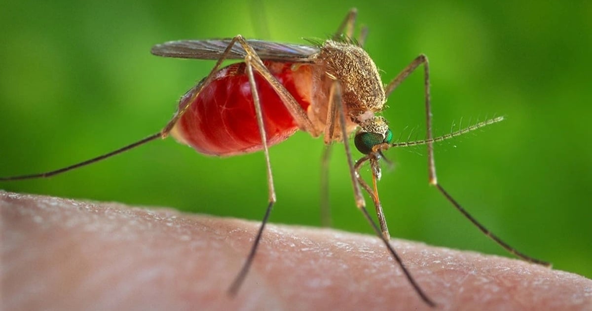 Why are some people bitten by mosquitoes more than others?