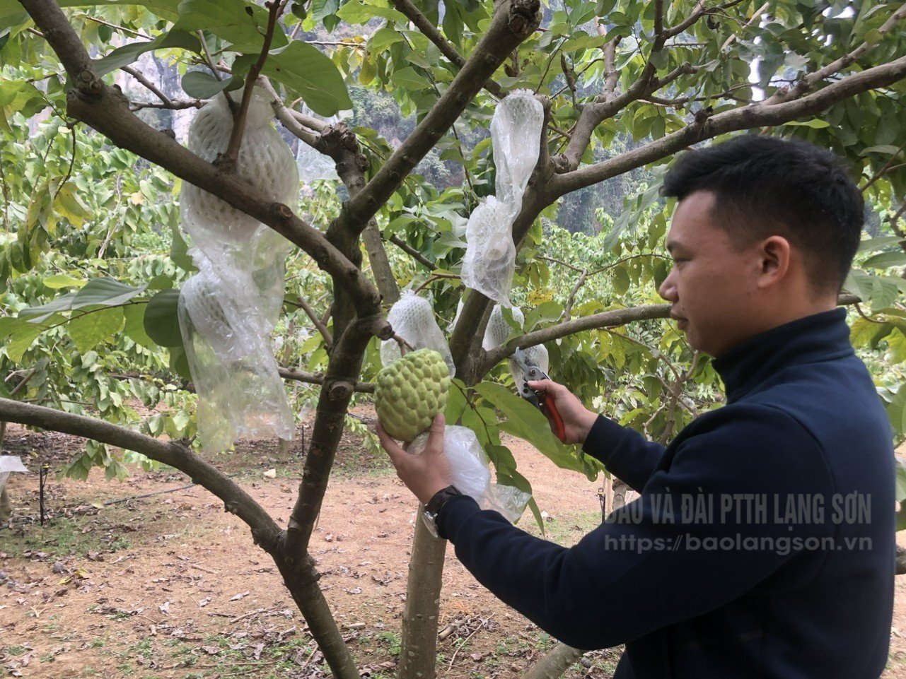 Thanh niên xã Cai Kinh phát triển kinh tế với mô hình trồng na