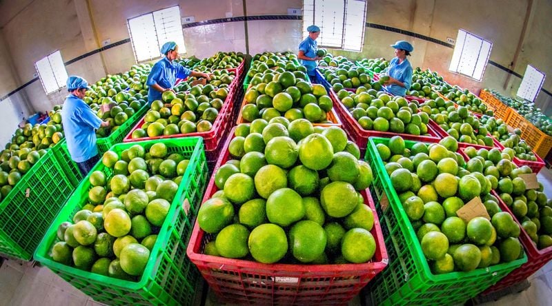 Sản xuất bưởi da xanh xuất khẩu. Ảnh: NGUYỄN DỪA