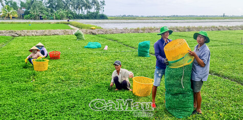 Gotu kola is in season.