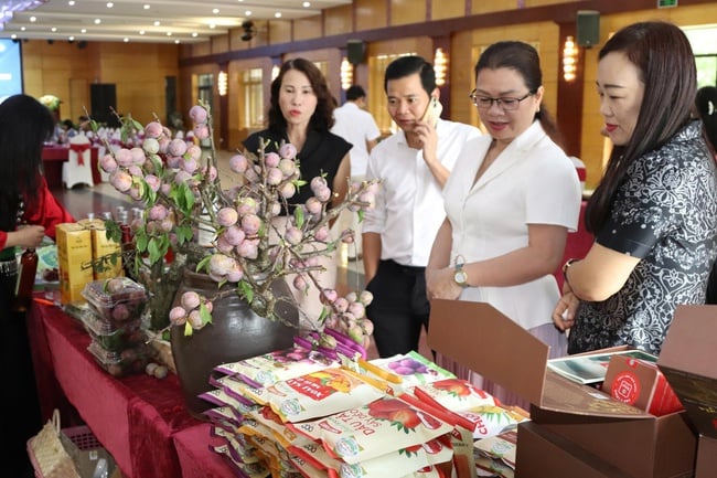 Nhóm hợp tác phát triển 8 tỉnh Tây Bắc mở rộng và TP Hồ Chí Minh: Các hoạt động chung đạt tiến độ và hiệu quả trong 6 tháng đầu năm - Ảnh 3.