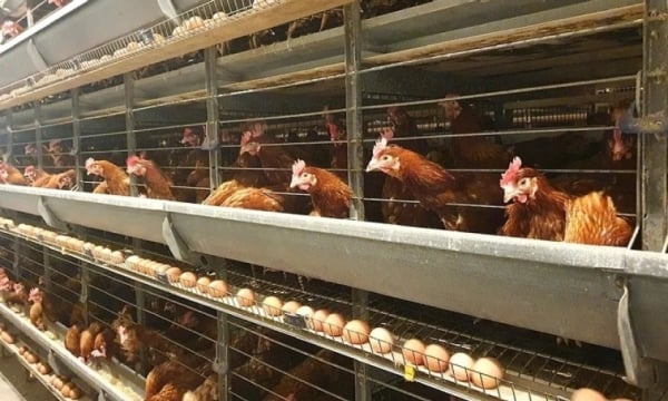 Vietnamese milk, instant noodles, and eggs accelerate penetration into the Cambodian market