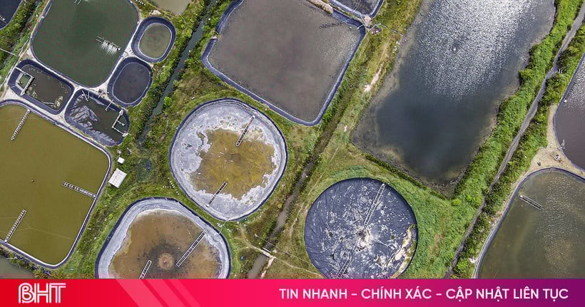 Sớm "hồi sinh" vùng nuôi trồng thủy sản Thạch Bàn