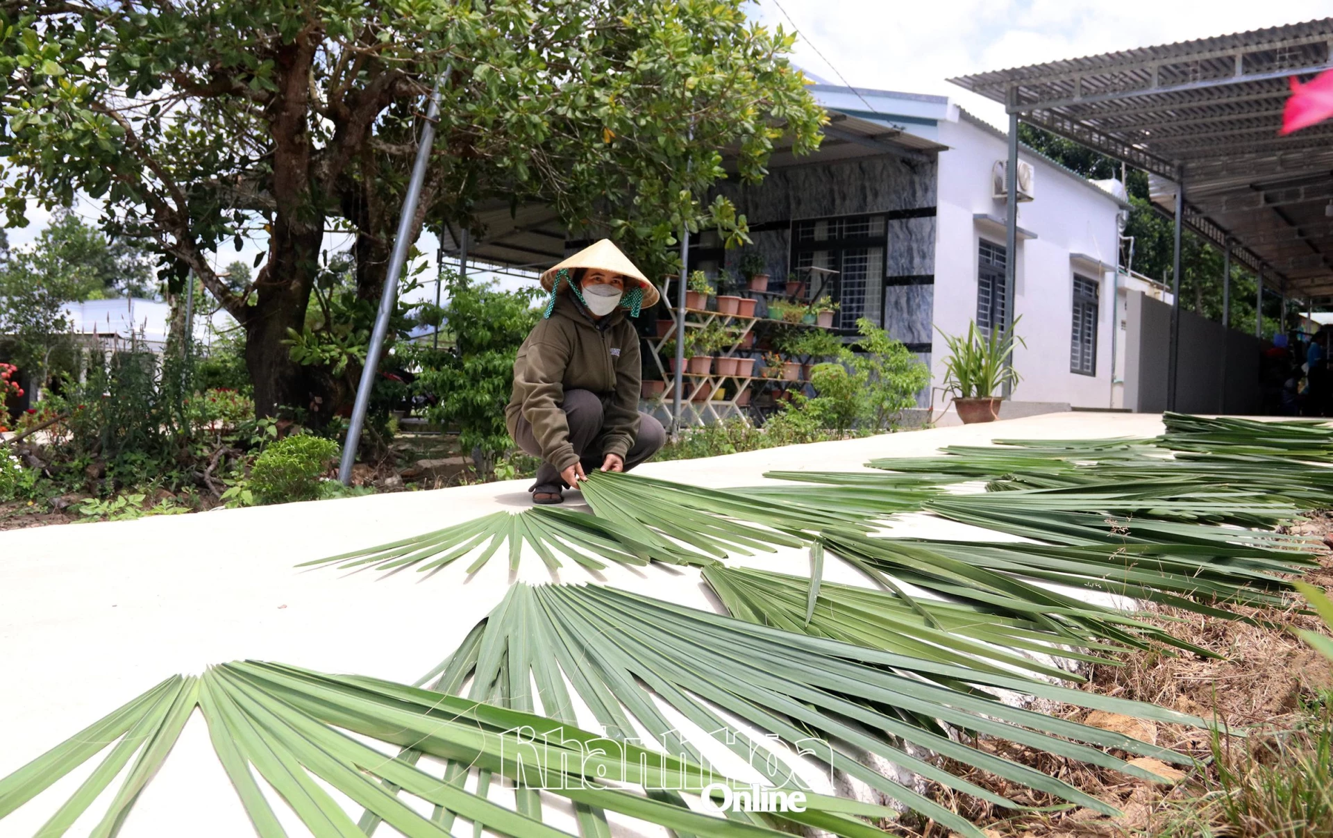 Người dân phơi lá buông.
