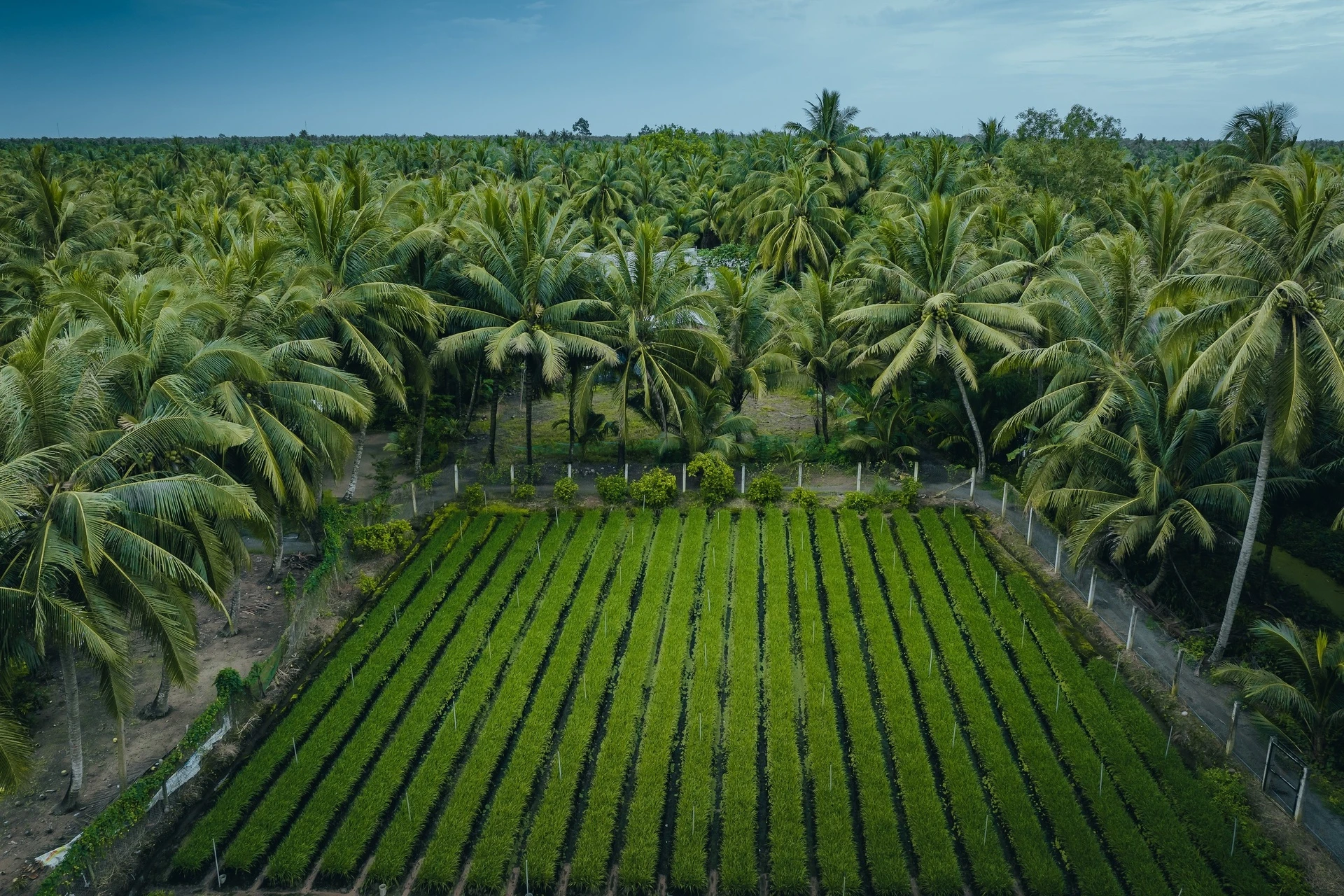 រូបថត​បង្ក​ឲ្យ​មាន​ជំងឺ​គ្រុនក្តៅ​នៅ​ដី​ដូង​នៃ​ខេត្ត Vinh Long