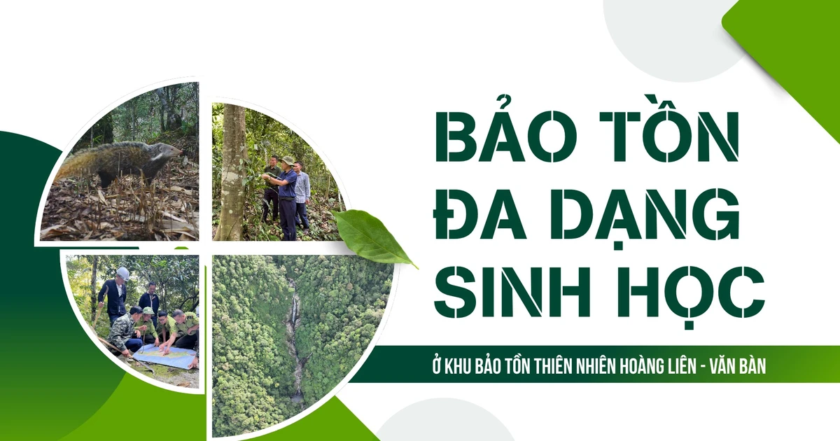 ការអភិរក្សជីវចម្រុះនៅ Hoang Lien - Van Ban Nature Reserve