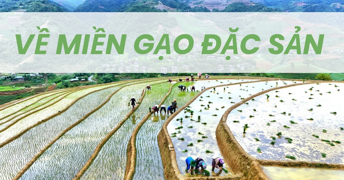 About the specialty rice region
