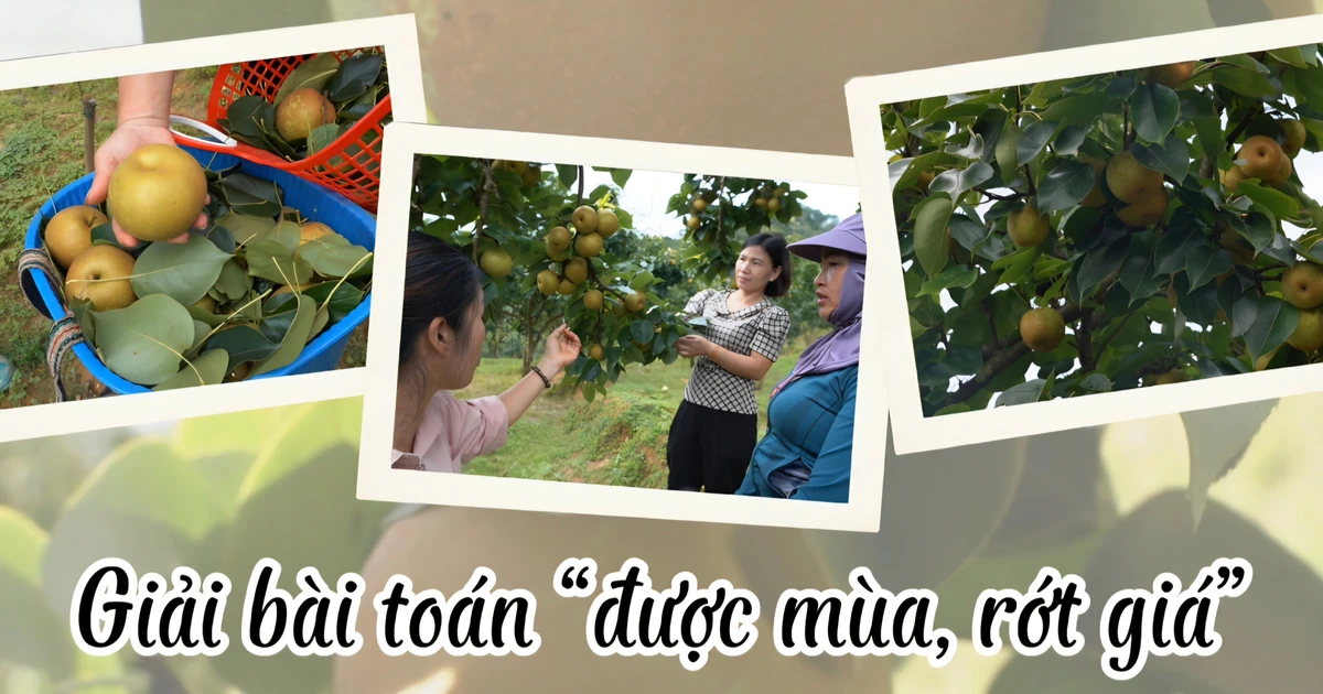 ដោះស្រាយបញ្ហា "ប្រមូលផលល្អ តម្លៃទាប"