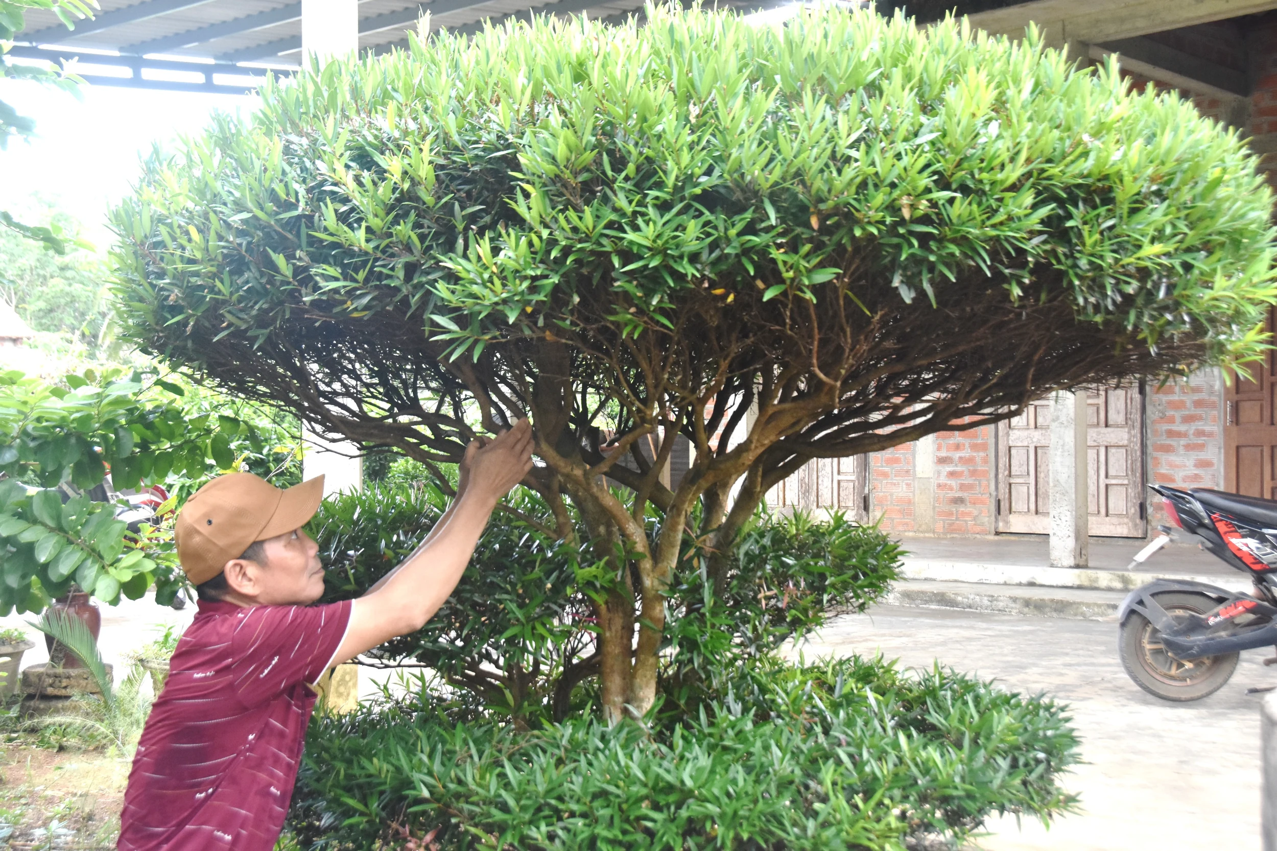Crea un nuevo punto destacado para el camino rural a partir del susurro del árbol.