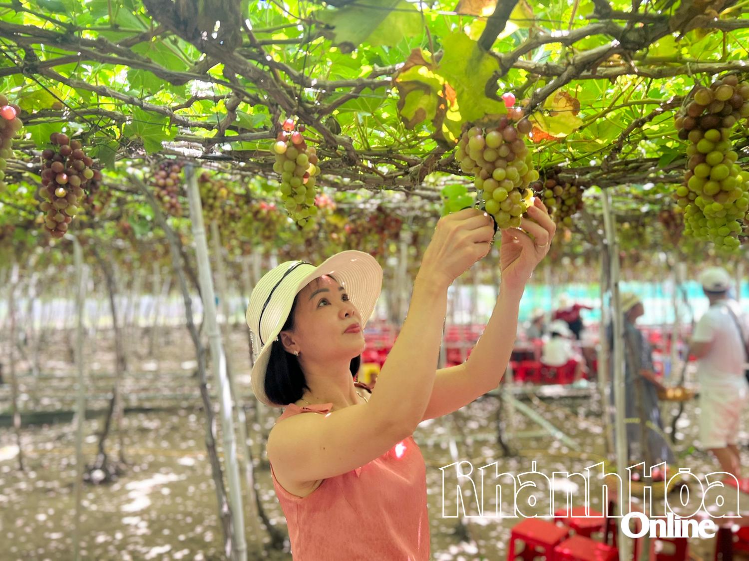 Du khách tham quan vườn nho ở Thái An, xã Vĩnh Hải.

