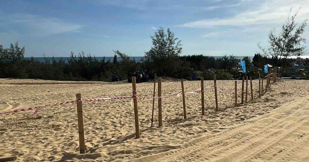 Sand dunes serving tourism in Quang Phu are fenced with… bamboo stakes