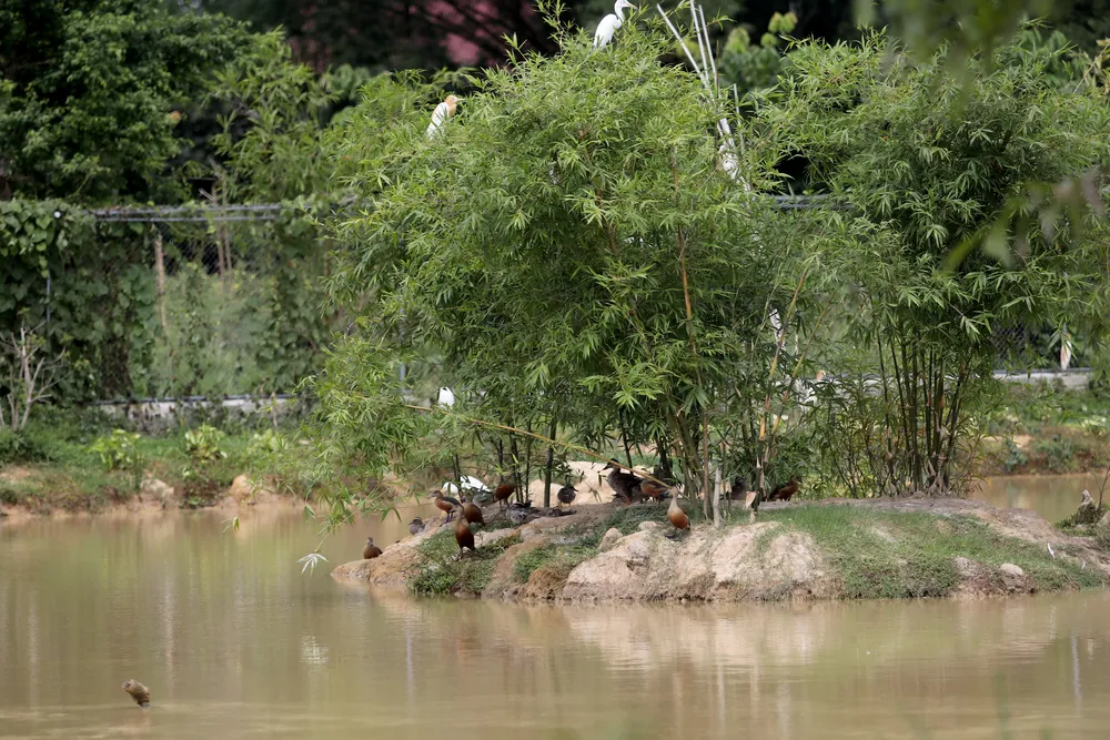 vườn chim (9).JPG