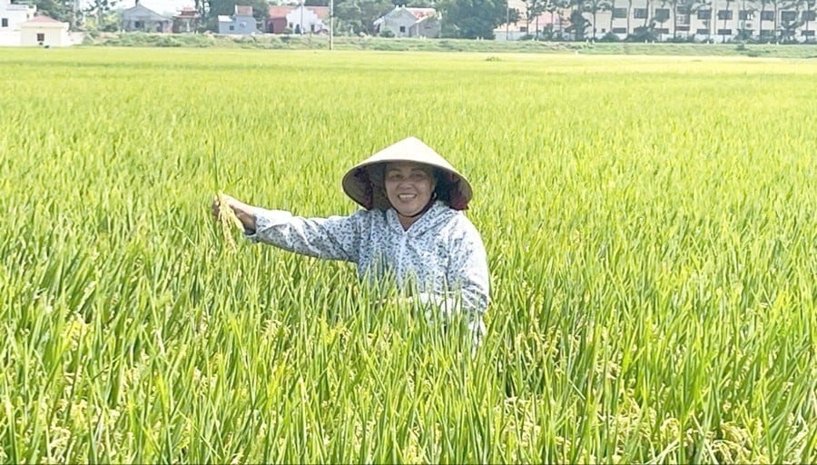 16-7-hn-cai-tao-lua-2883.jpg