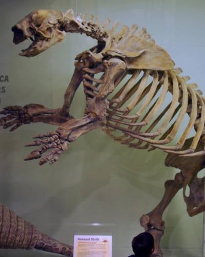 hoa-thach-3.jpg