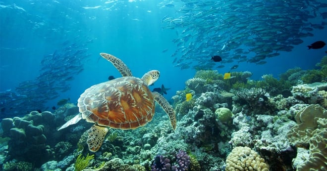 Kinh nghiệm du lịch Queensland cho du khách đến lần đầu - Ảnh 9.