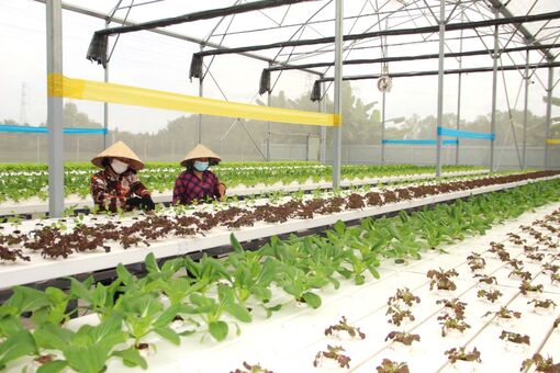 Tổ chức sản xuất hiện đại - Động lực nâng chất nông thôn mới