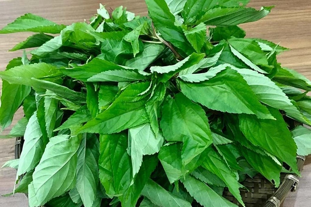Loại rau siêu rẻ, ít ngậm hóa chất, người Nhật khen hết lời - 1