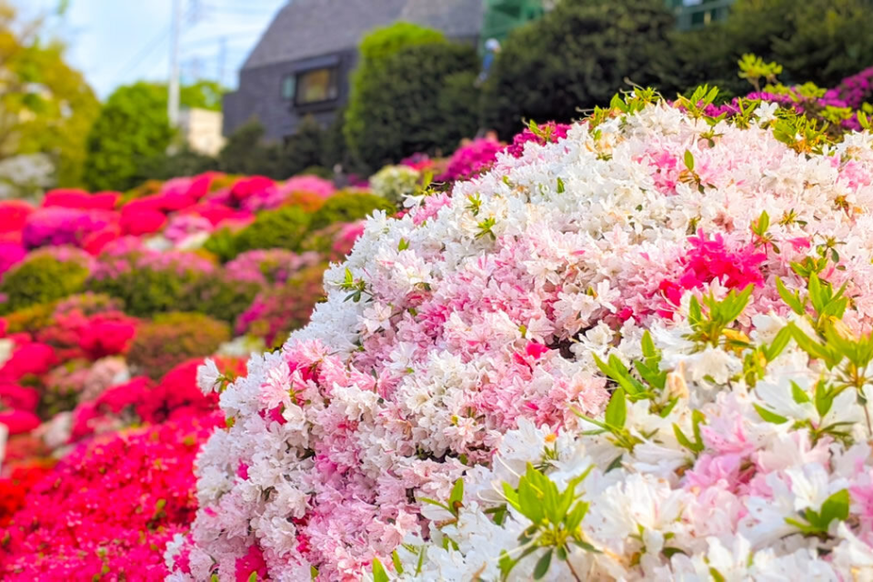 កន្លែង 12 កំពូលដើម្បីមើល azaleas នៅប្រទេសជប៉ុនដែលដាស់អារម្មណ៍ទាំងអស់។