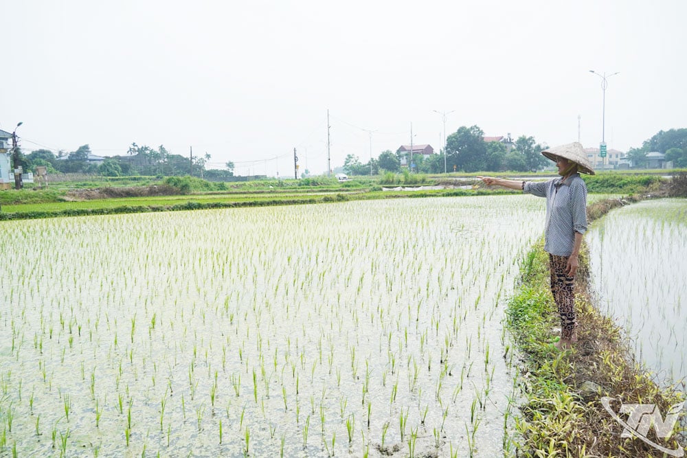 លោកស្រី Tran Thi Lam នៅភូមិ Hoc សង្កាត់ Linh Son ពិនិត្យផ្ទៃដីដាំស្រូវថ្មី។