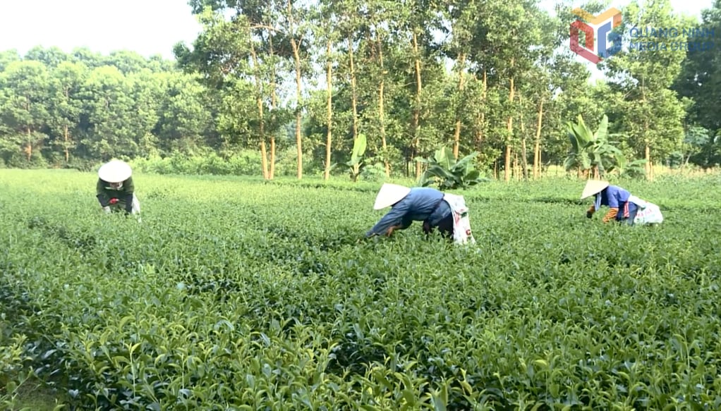 La comuna de Duong Hoa continúa concentrándose en la construcción de áreas seguras de producción de té en la zona.