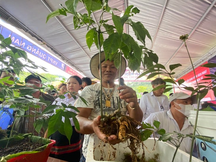 sâm Ngọc Linh - Ảnh 1.