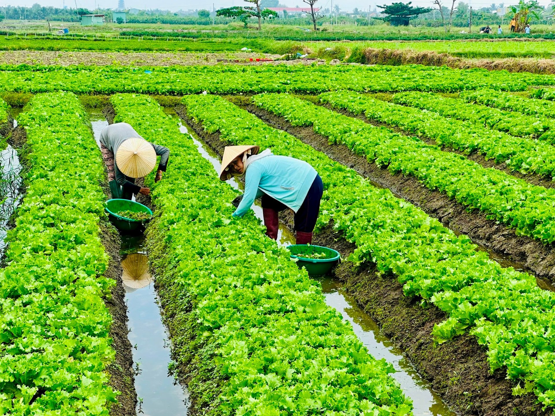 Một vùng trồng rau ăn lá của tỉnh