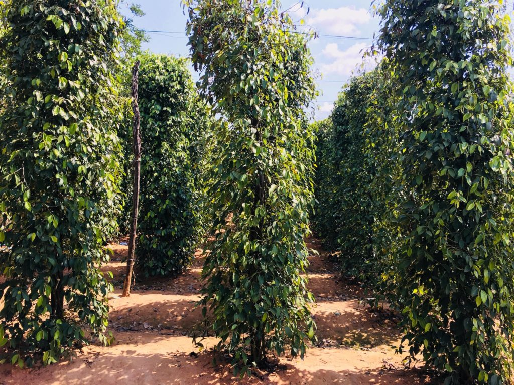តម្លៃម្រេចថ្ងៃនេះ ថ្ងៃទី 17 ខែកក្កដា៖ ធ្លាក់ចុះបន្តិចបន្តួច