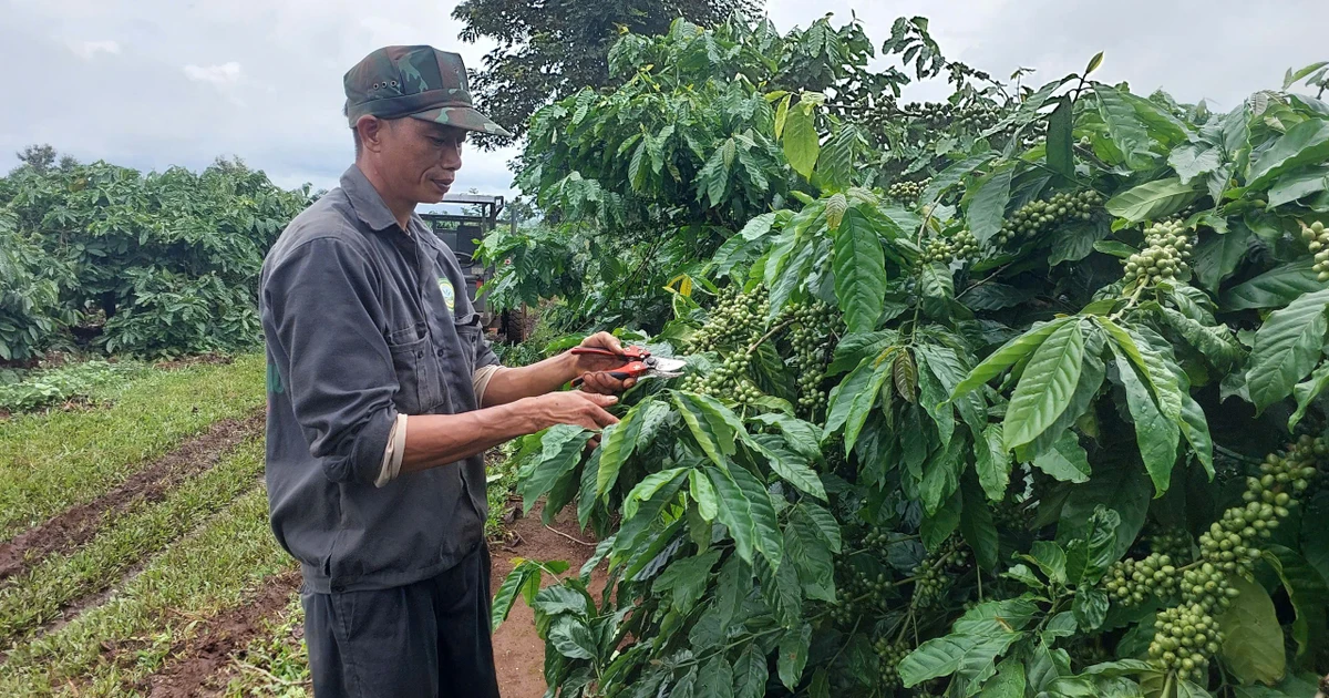 Chủ động phòng trừ sâu bệnh cho cây trồng