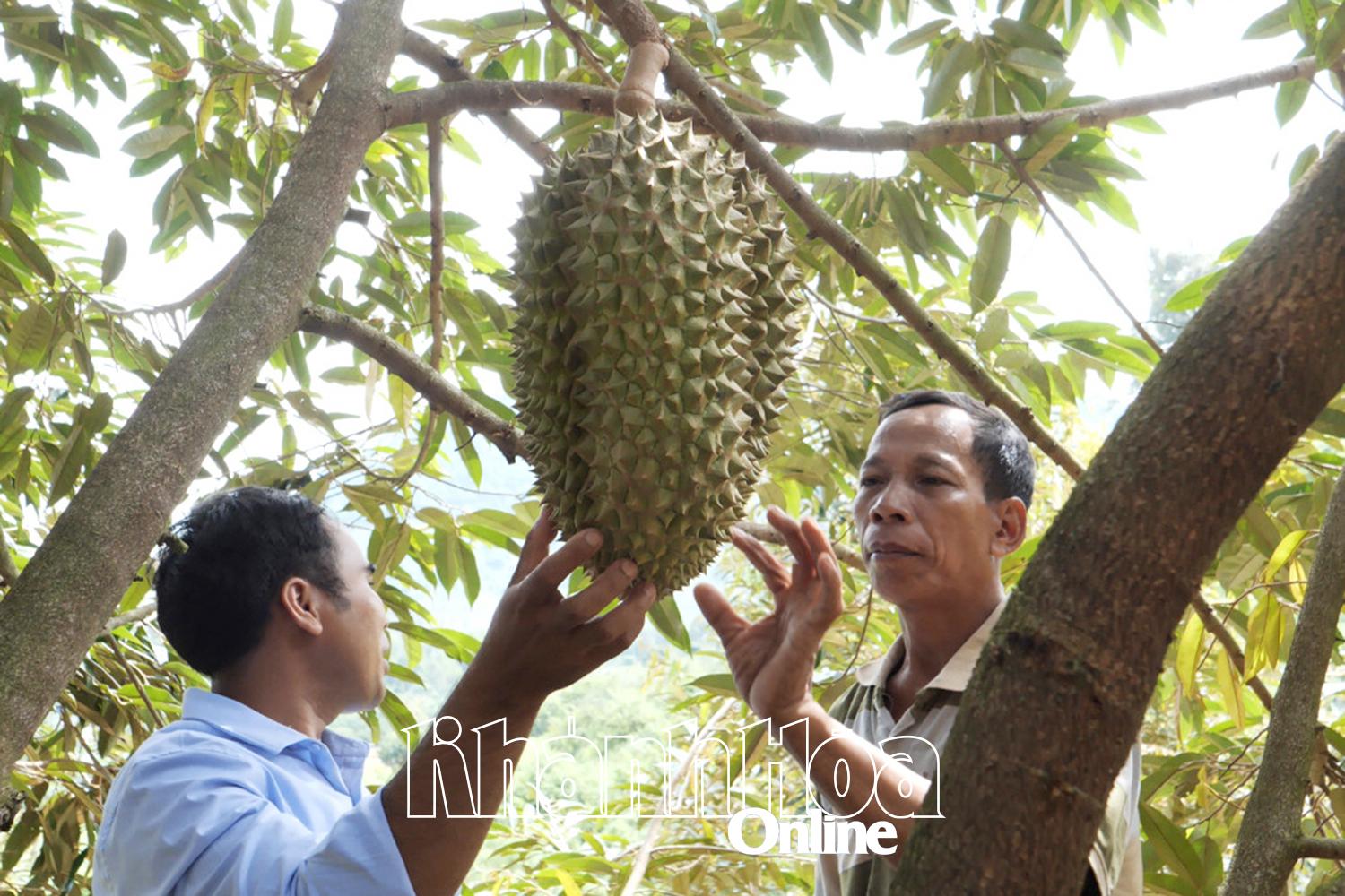 Phát triển mở rộng diện tích cây sầu riêng mang lại thu nhập cao cho người dân vùng đồng bào xã Bác Ái Tây.