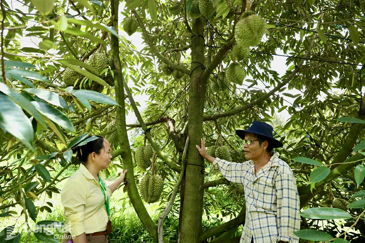 Vùng trồng sầu riêng tại xã Tân Phú chờ thương lái thu mua. Ảnh: B.Nguyên