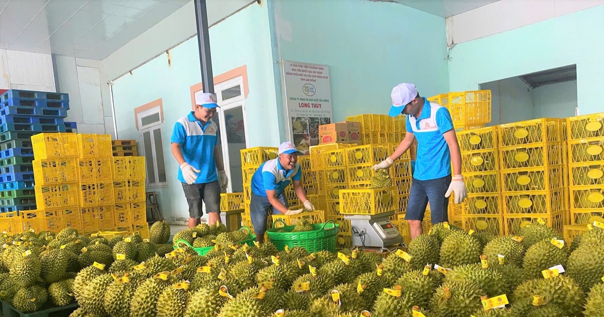 Lâm Đồng: Chỉ xuất khẩu sầu riêng khi đảm bảo kiểm soát 100% chất lượng sản phẩm