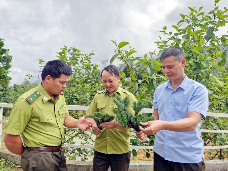 Ban Quản lý Khu bảo tồn Bát Xát đang tiến hành khoanh vùng, giám sát và phối hợp với cơ quan chuyên môn để đánh giá kỹ hiện trạng và tiềm năng bảo tồn loài cây đặc hữu này. Ảnh: Báo Lào Cai.