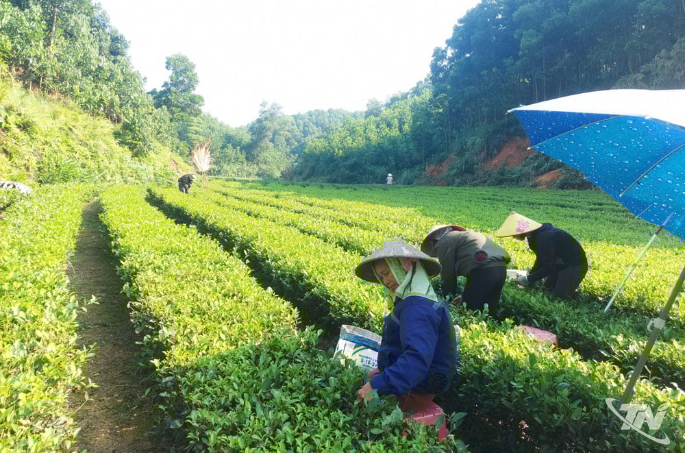 Chè là cây kinh tế mũi nhọn, mang lại giá trị kinh tế cao trên địa bàn xã Đồng Hỷ.