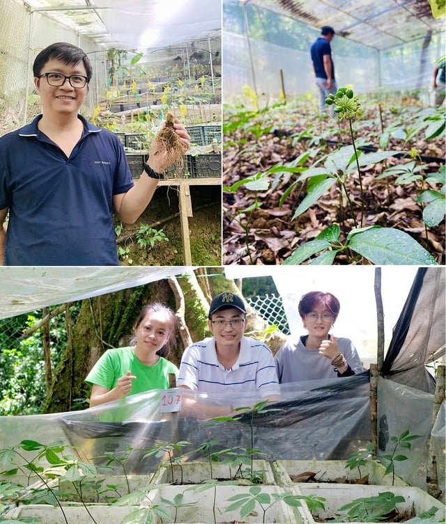 Các nhà khoa học ĐH Duy Tân phát hiện loài nấm gây thối rễ sâm Ngọc Linh- Ảnh 1.