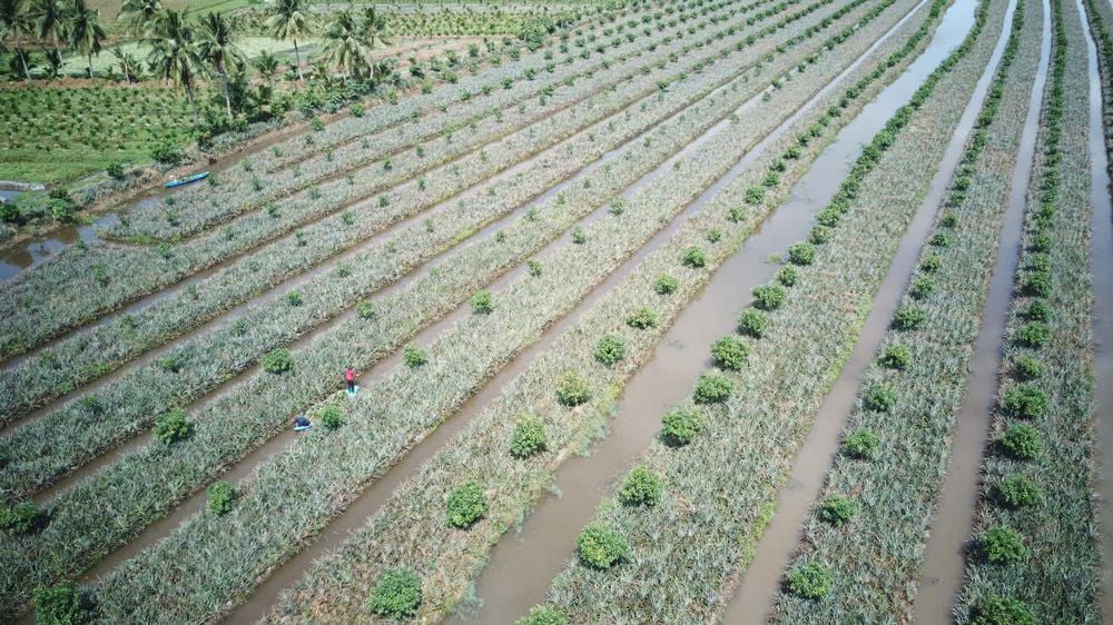 Việt Nam có nhiều tiềm năng,  lợi thế xuất khẩu.
