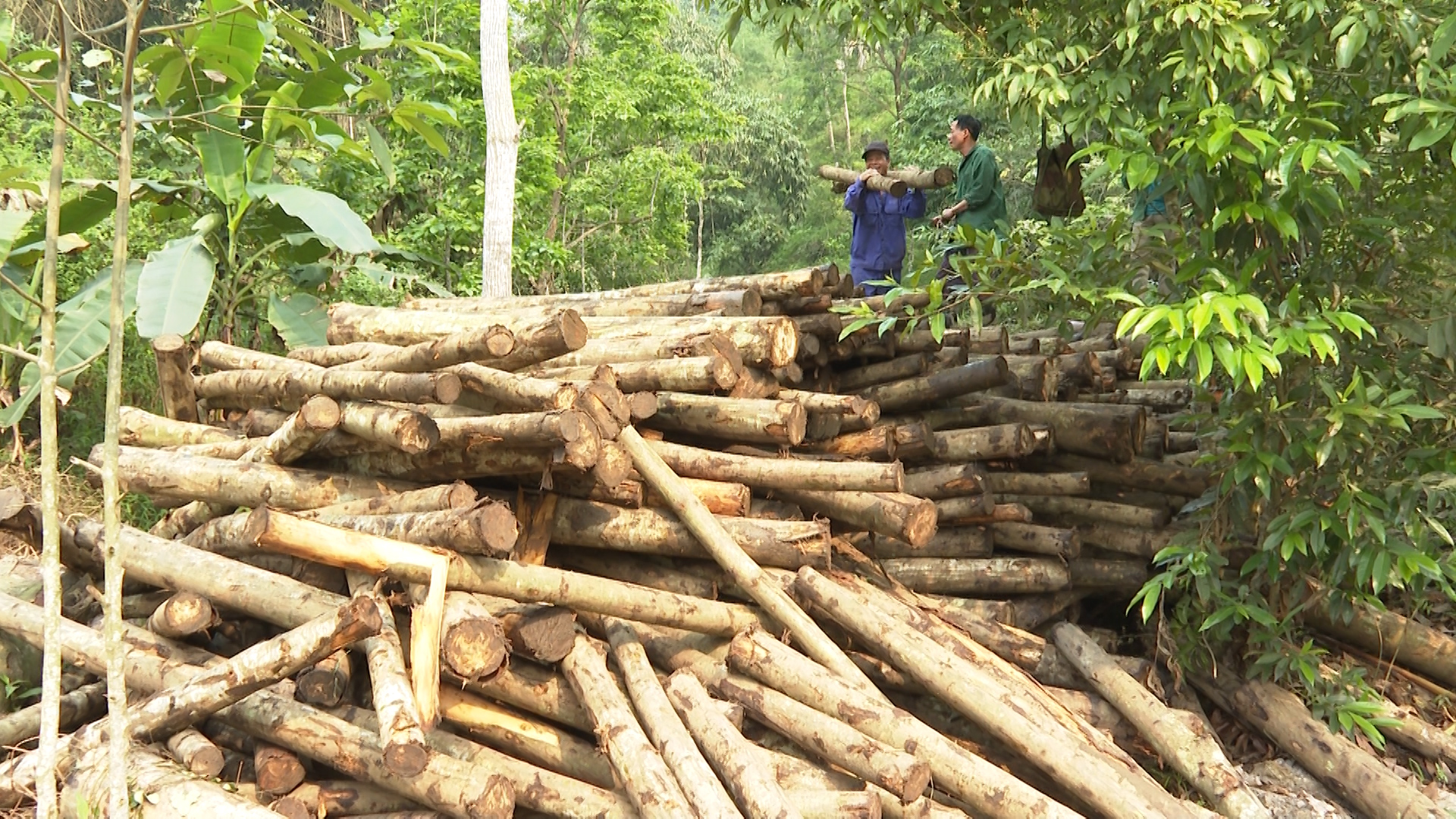 La production de bois exploité à partir des forêts plantées a atteint plus de 420 000 m3.