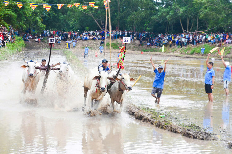 Ro Pagoda Bull Racing Festival នឹងប្រព្រឹត្តទៅនៅឆ្នាំ 2025