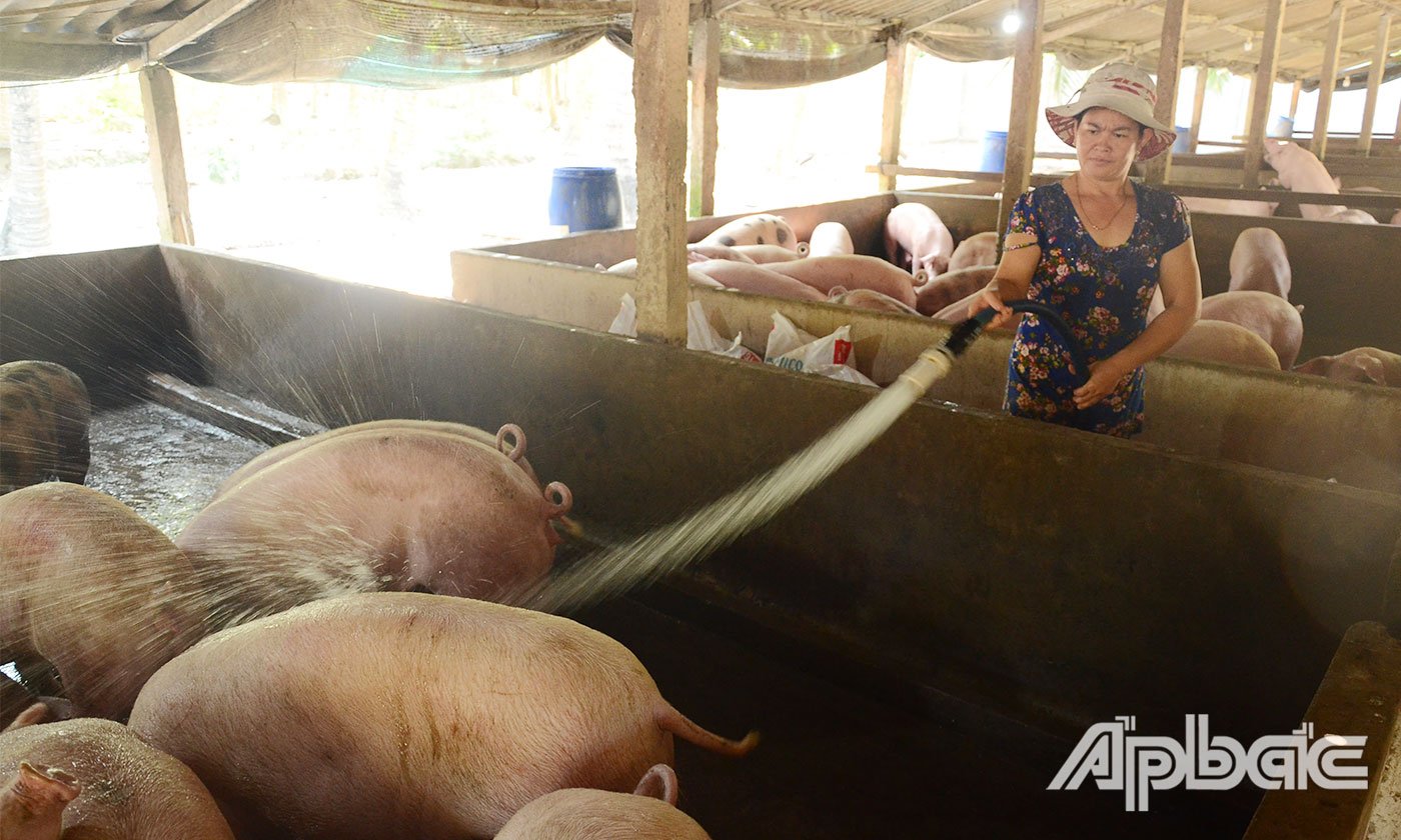 Những ngày gần đây, giá heo hơi trên địa bàn tỉnh giảm khá mạnh.