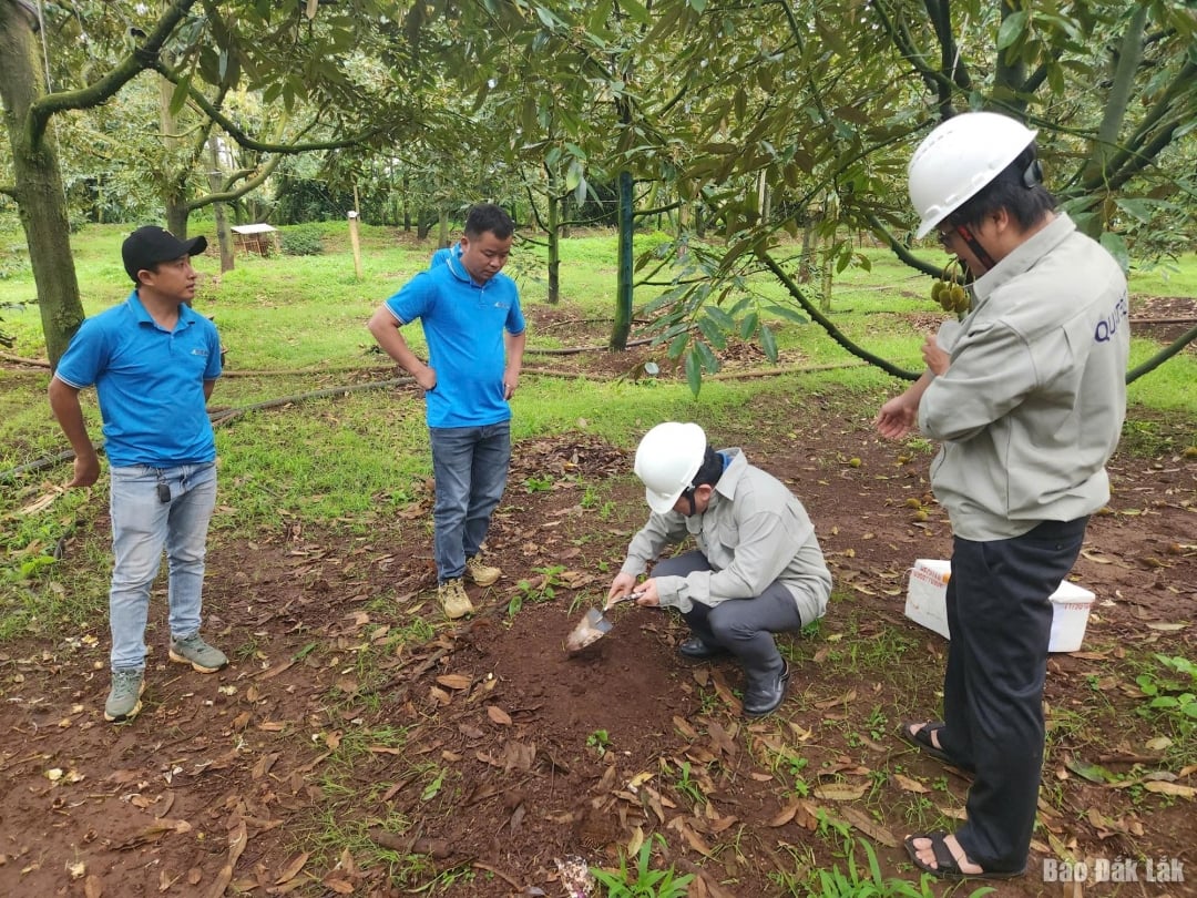 Hiệp hội Sầu riêng Đắk Lắk tổ chức lấy mẫu đất phân tích dư lượng Cadimi ở các vùng trồng.