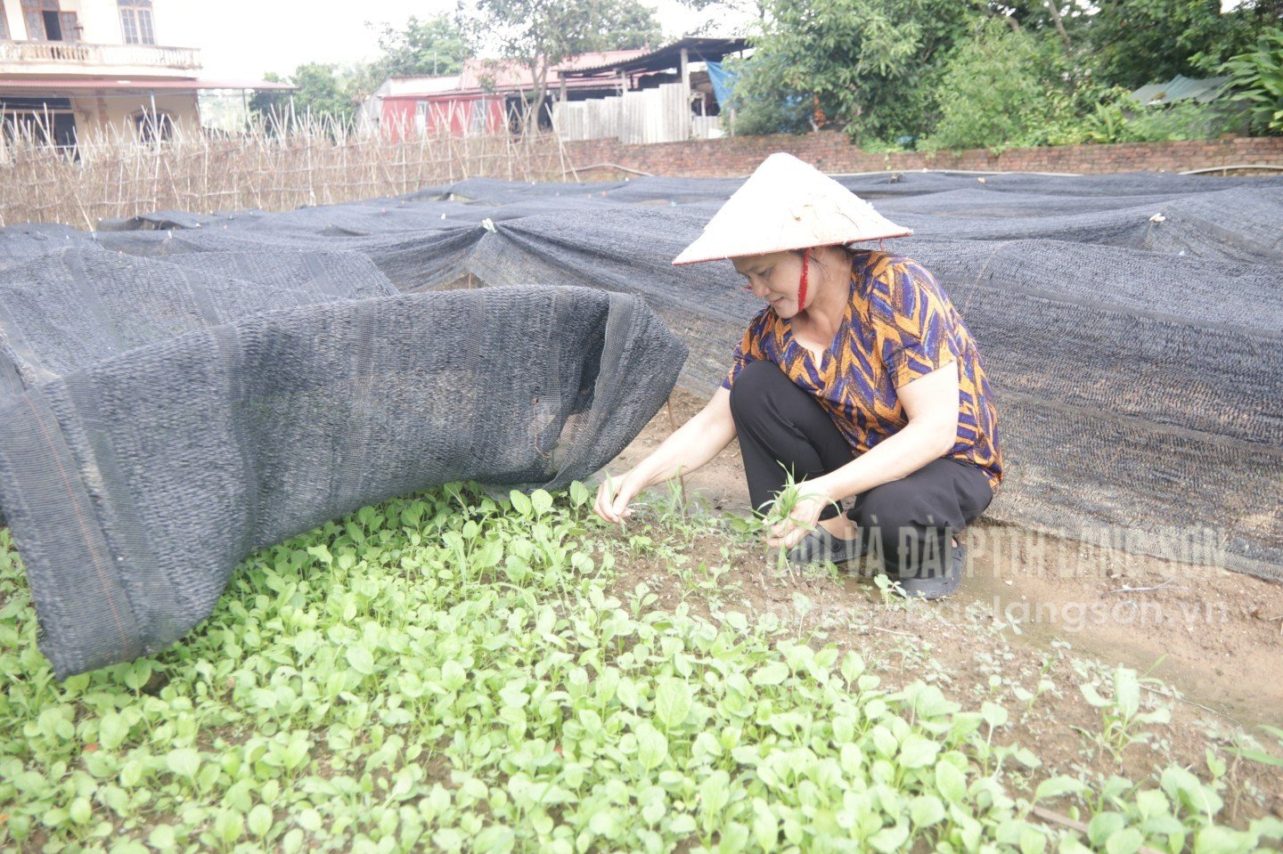 Mô hình sản xuất rau an toàn tại HTX Sản xuất và Dịch vụ nông nghiệp Pò Đứa, phường Đông Kinh 