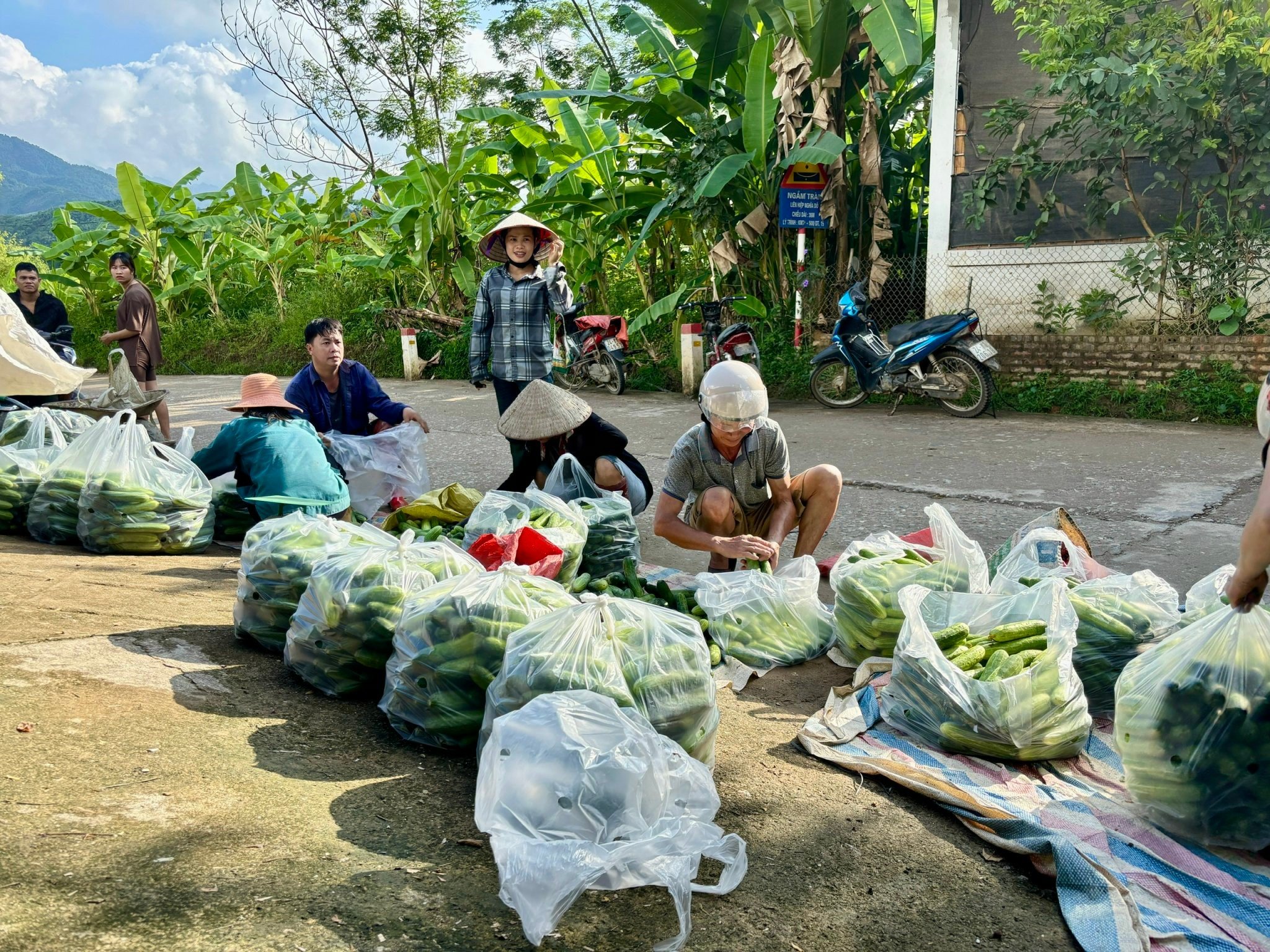 48-ho-dan-tham-mo-hinh-trong-dua-link-ket.jpg