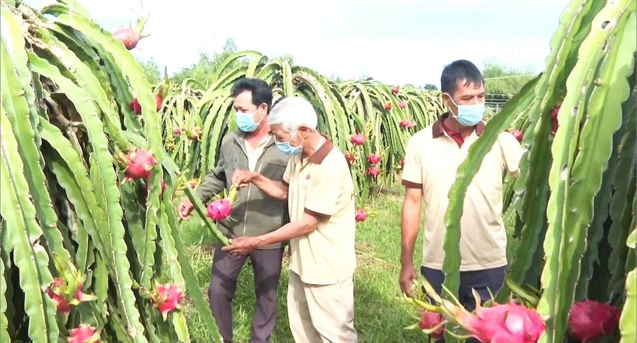 Sở Nông nghiệp và Môi trường tiếp tục tháo gỡ khó khăn trong cấp mã số vùng trồng, mã số cơ sở đóng gói xuất khẩu đối với các sản phẩm chủ lực trên địa bàn.