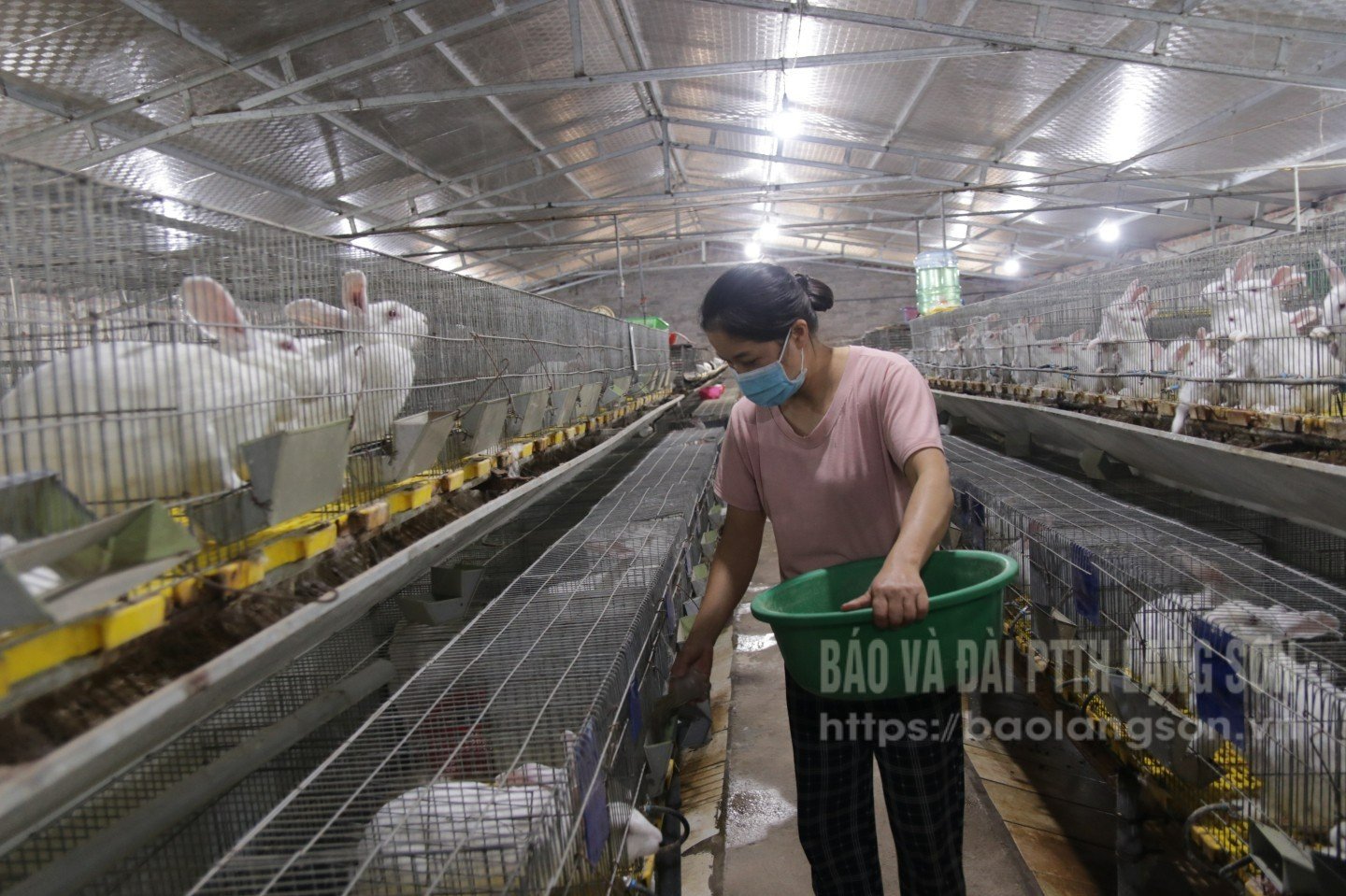  Chăm sóc vật nuôi tại HTX Sản xuất và Dịch vụ nông lâm nghiệp Hoàng Trung, phường Tam Thanh 